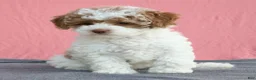 Toy Poodle dogs for sale: Evie 🦩 - Ad 4