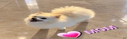 Pomeranian dogs for sale: BEAR FACE BELLA  - Ad 4