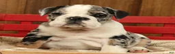 English Bulldog dogs for sale: Blue Jazz - Ad 7