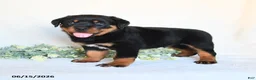 Rottweiler dogs for sale: Rhett - Ad 2