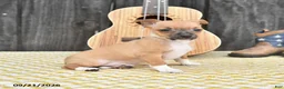 Chihuahua dogs for sale: Jester - Ad 2