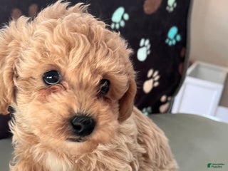 Bichpoo dogs Benji - Ad 26