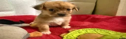 Mixed Breed dogs for sale: Mixed Breed 1 - Ad 5