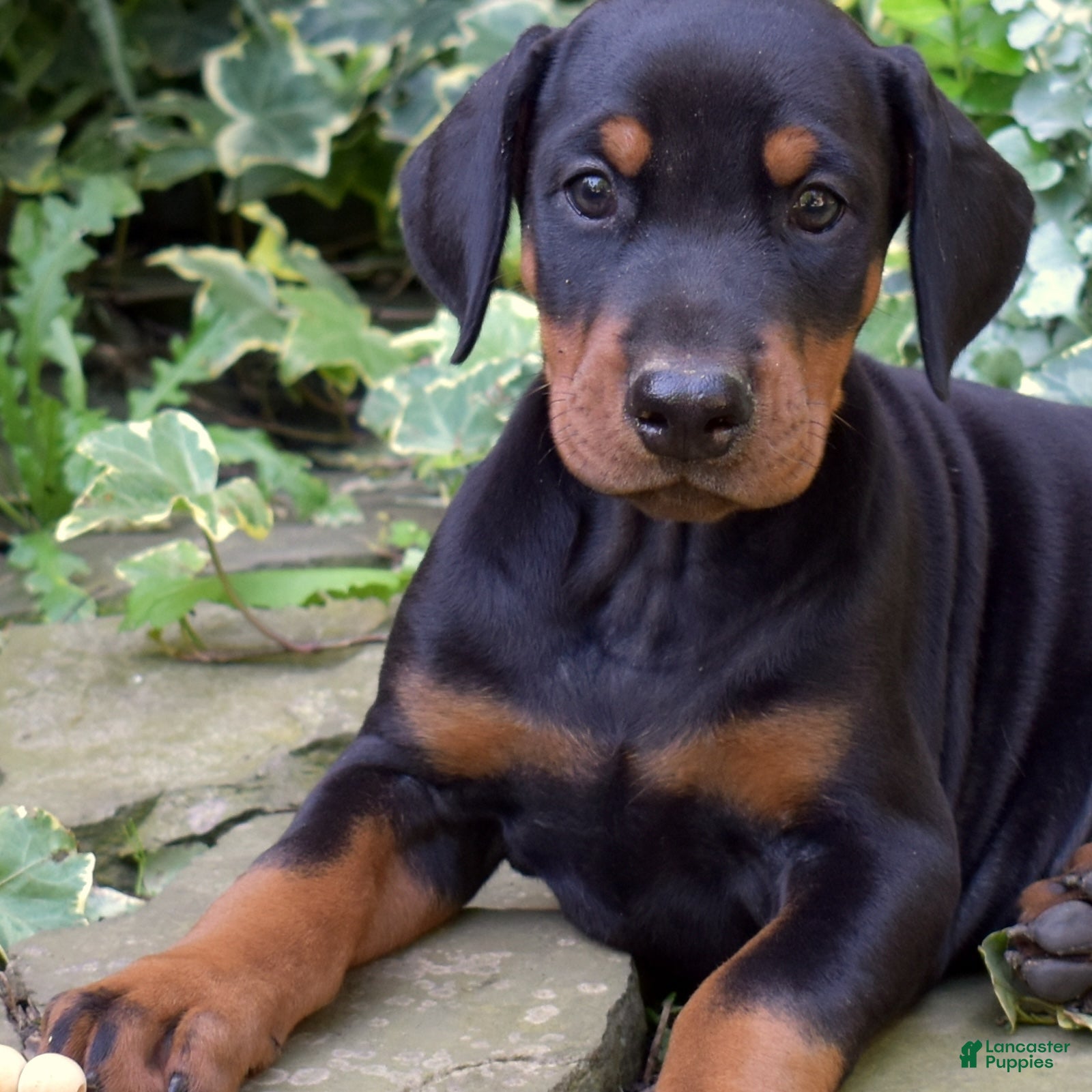 Doberman Pinscher dogs Skye - Ad 2