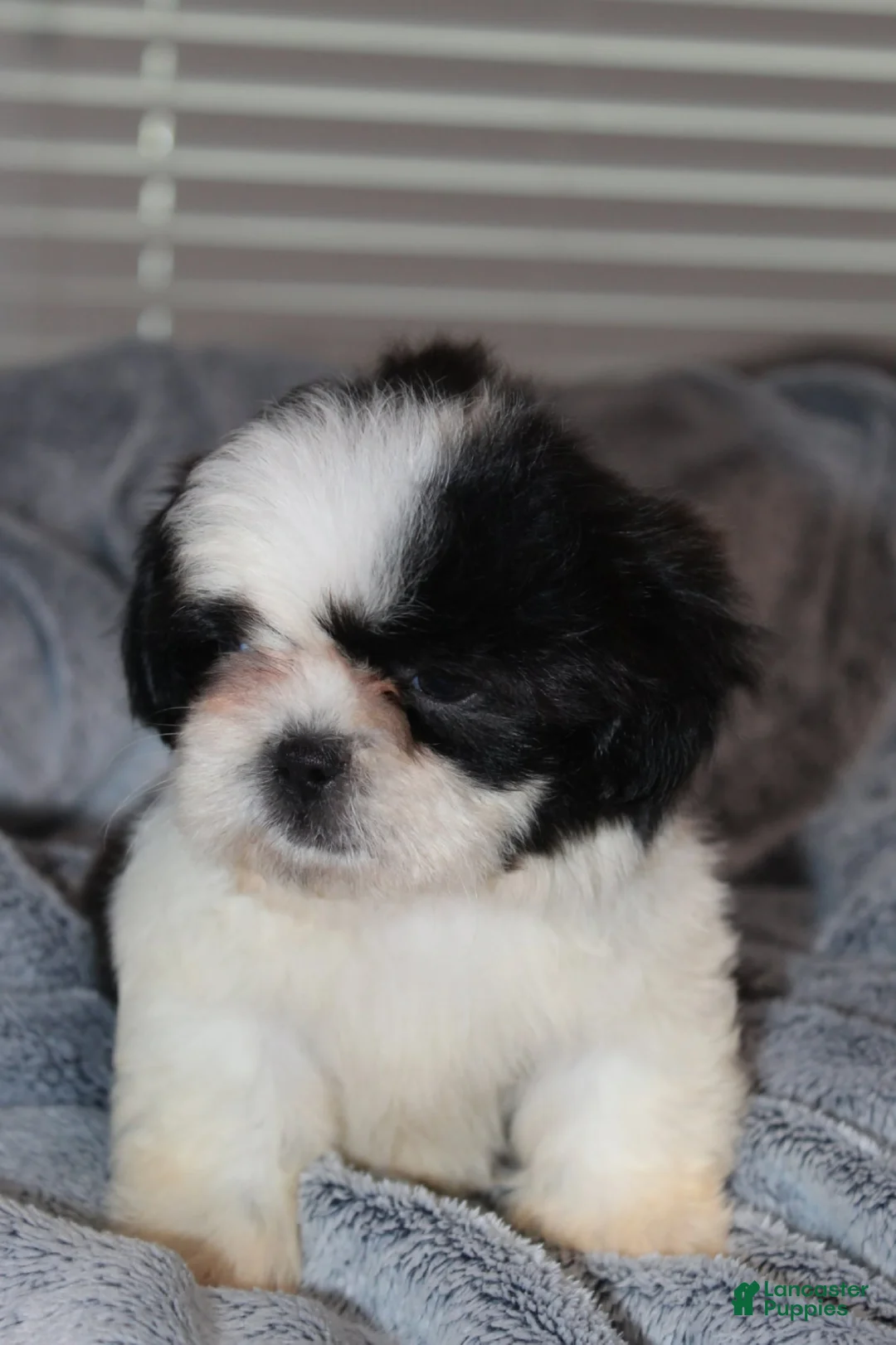 Shih Tzu dogs for sale: Ozzy - Ad 1