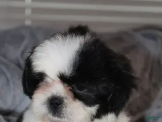 Shih Tzu dogs Ozzy - Ad 11