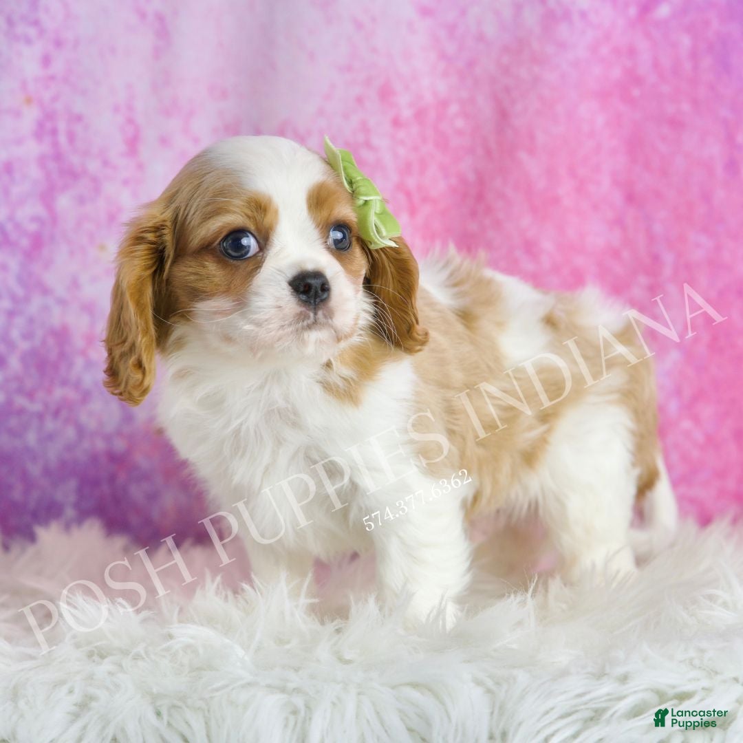 Cavalier King Charles Spaniel dogs Wesley - Ad 32