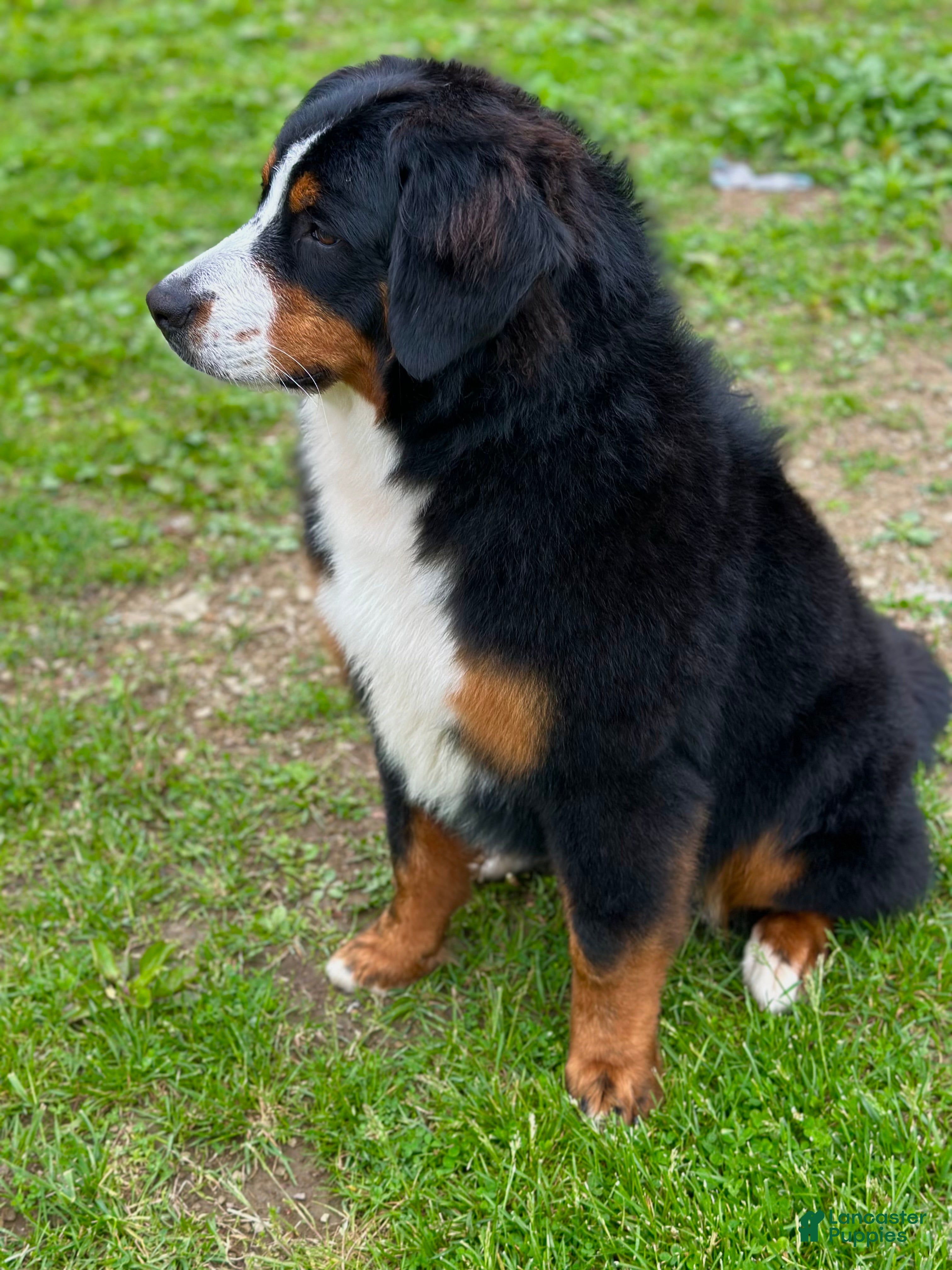 Bernese Mountain Dog dogs Fernn - Ad 1