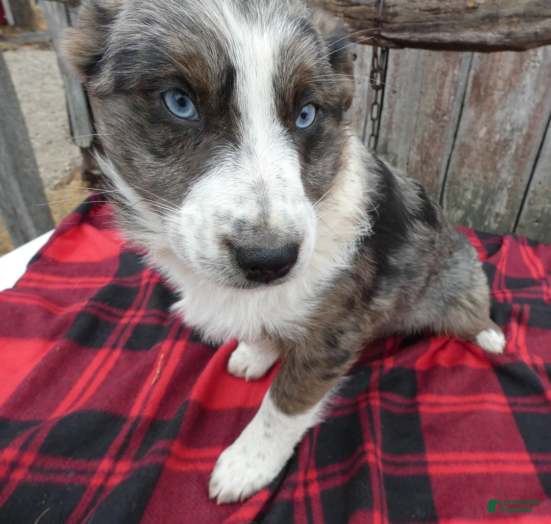 Mixed Breed dogs for sale: Mixed Breed Puppy 7 Beauty - Ad 2