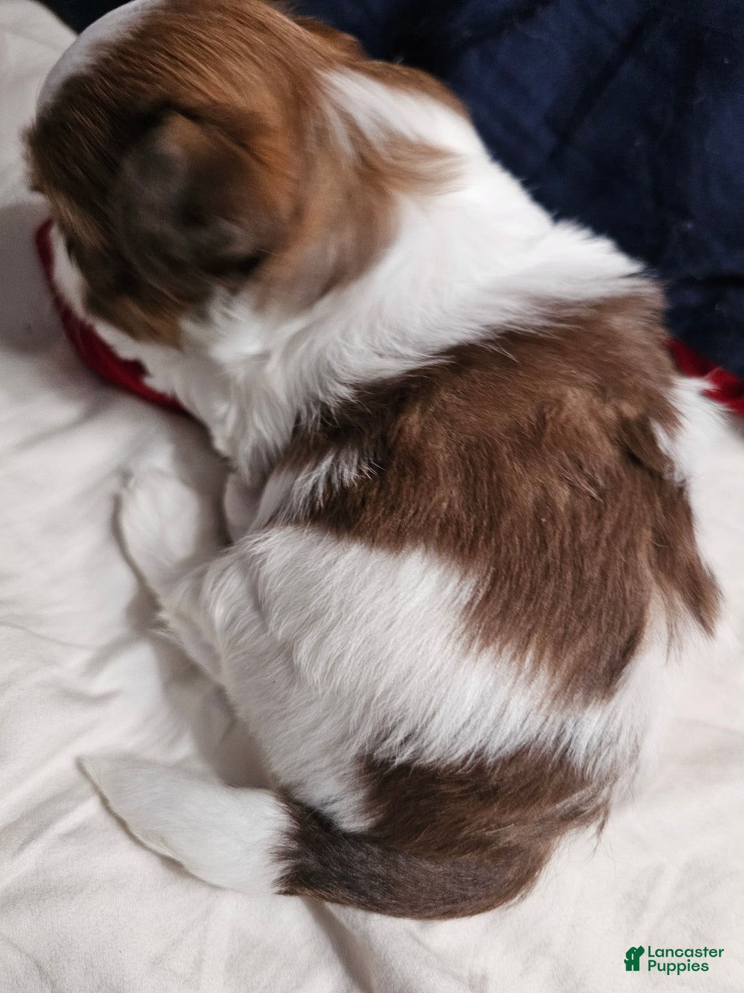 Shih Tzu dogs for sale: Hershey Kisses - Ad 5