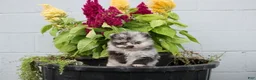 Pomeranian dogs for sale: Leona  - Ad 4