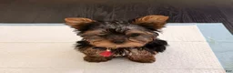 Yorkshire Terrier dogs for sale: Yorkshire Terrier 2 - Ad 2