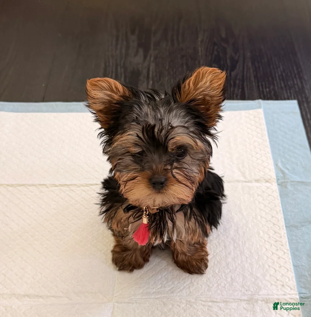 Yorkshire Terrier dogs for sale: Yorkshire Terrier 2 - Ad 2
