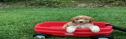 Mini Goldendoodle dogs for sale: Rocky - Ad 7