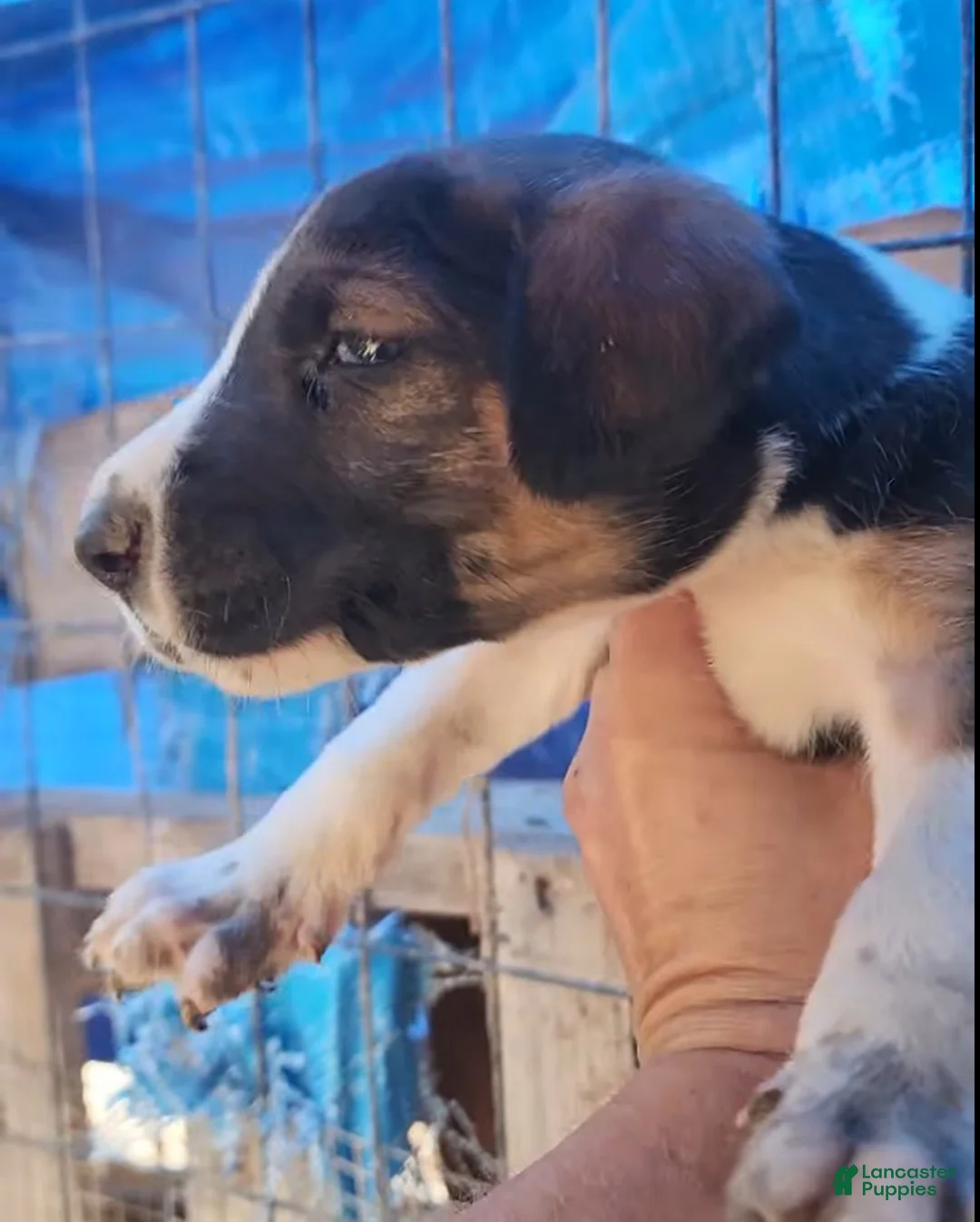 Mixed Breed dogs for sale: Doberdane Tri-color F - Ad 2