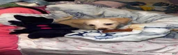 Chipoo dogs for sale: Chipoo  - Ad 3