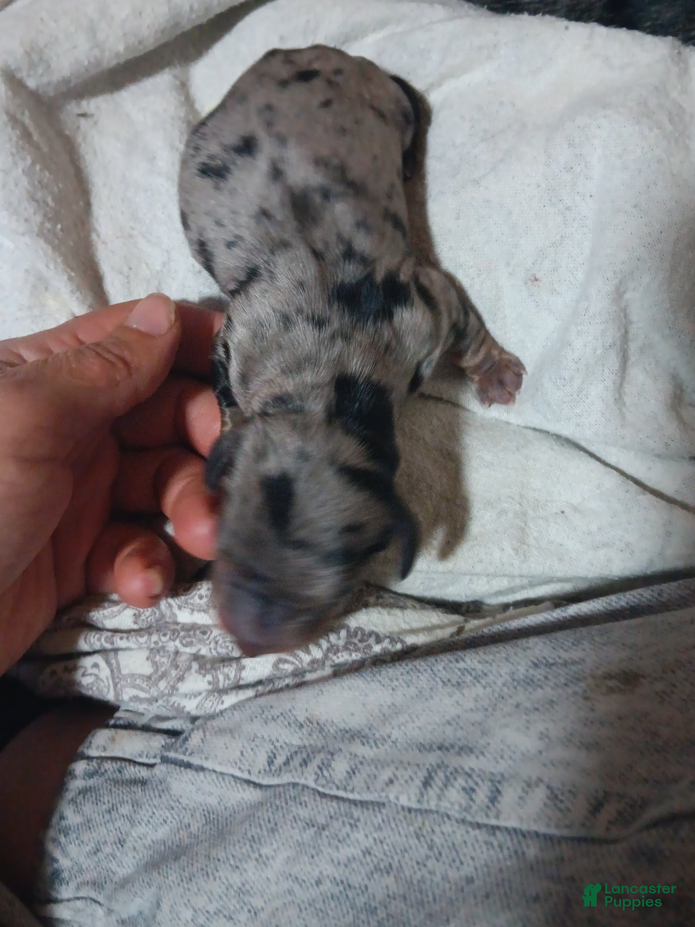 Miniature Dachshund dogs for sale: Dilly pickle (kosher) - Ad 1