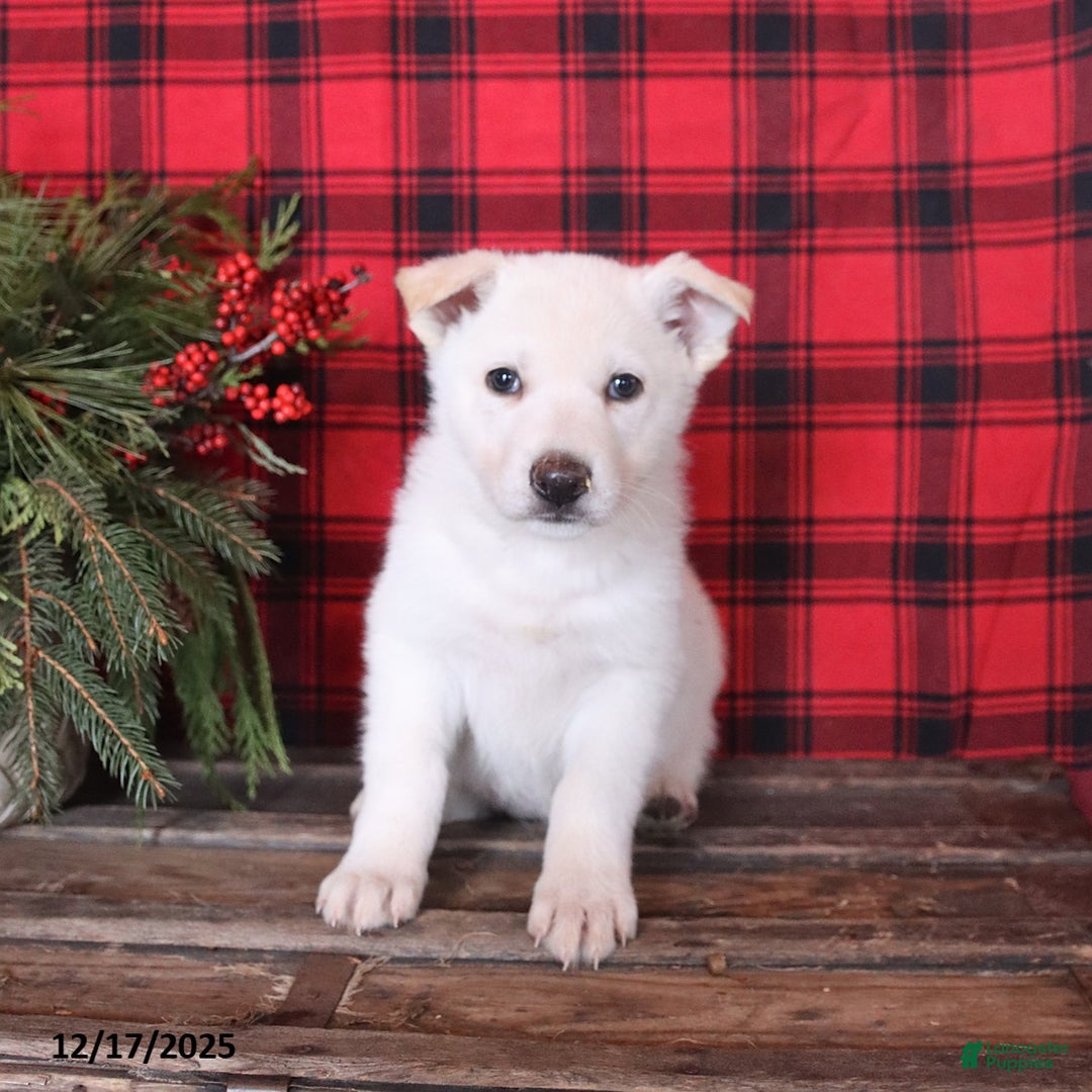 German Shepherd dogs for sale: Frosty - Ad 3