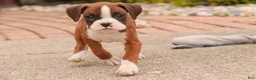 Boxer dogs for sale: Tressa - Ad 8