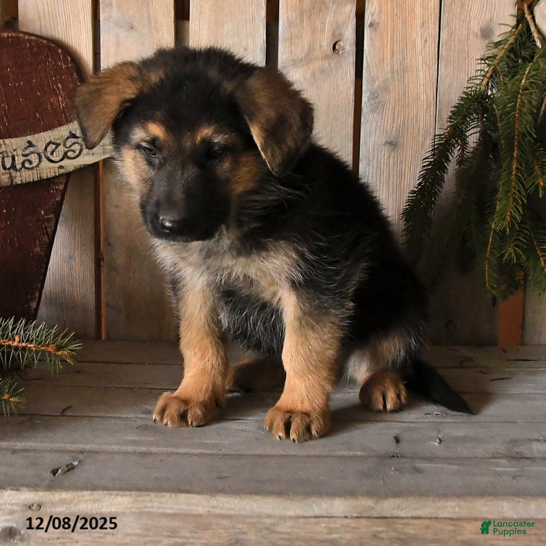 German Shepherd dogs for sale: Samson - Ad 4