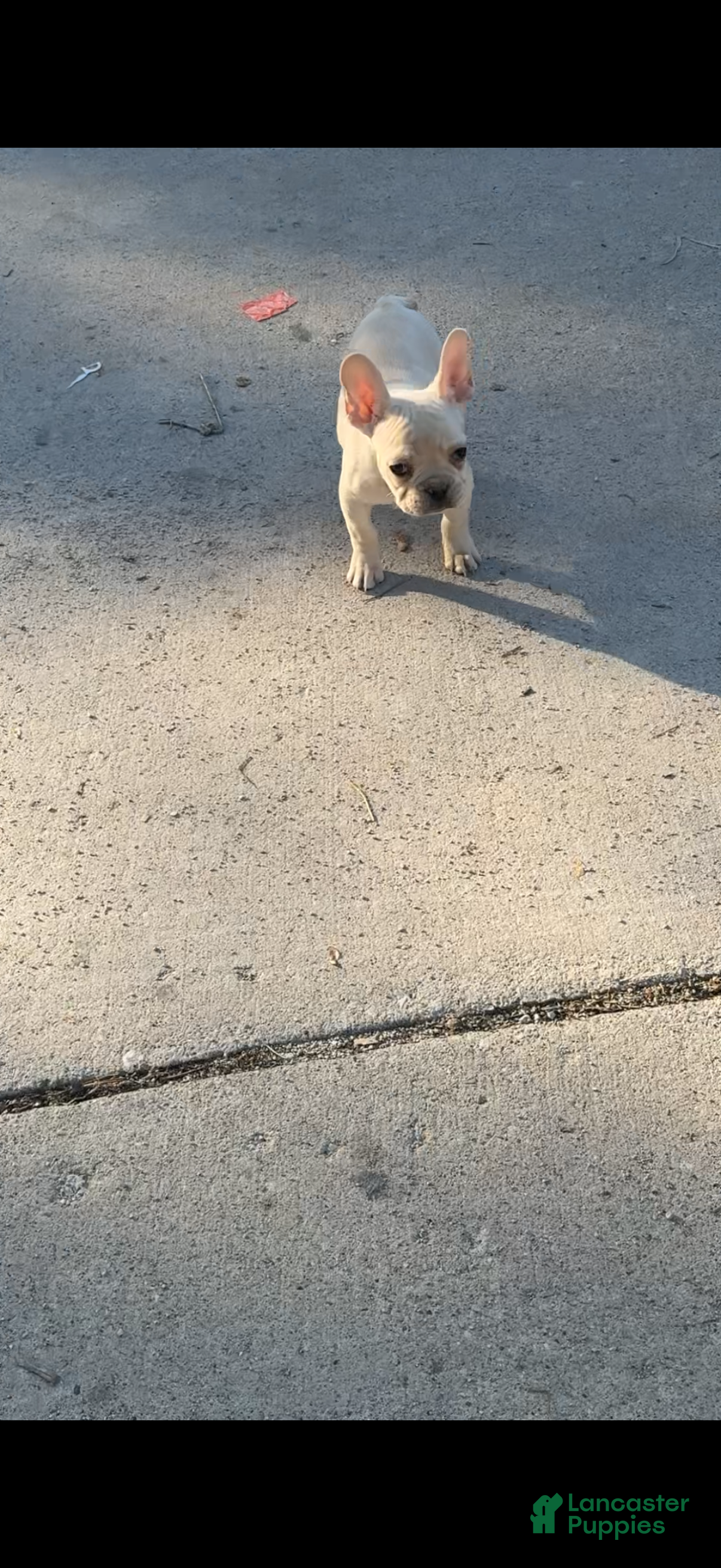 French Bulldog dogs Gucci - Ad 31