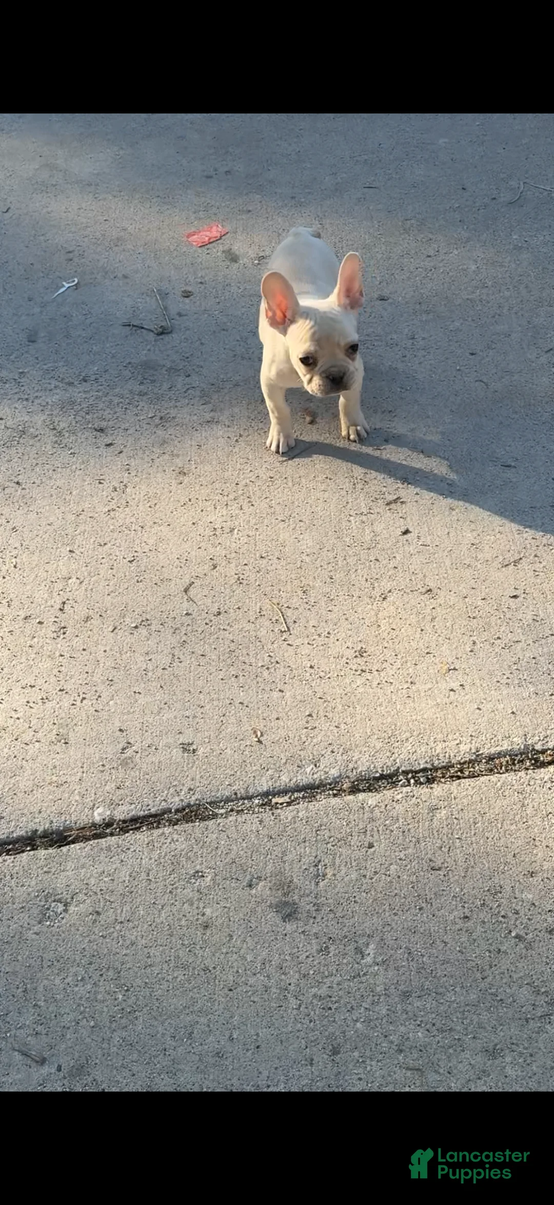 French Bulldog dogs for sale: Gucci - Ad 1