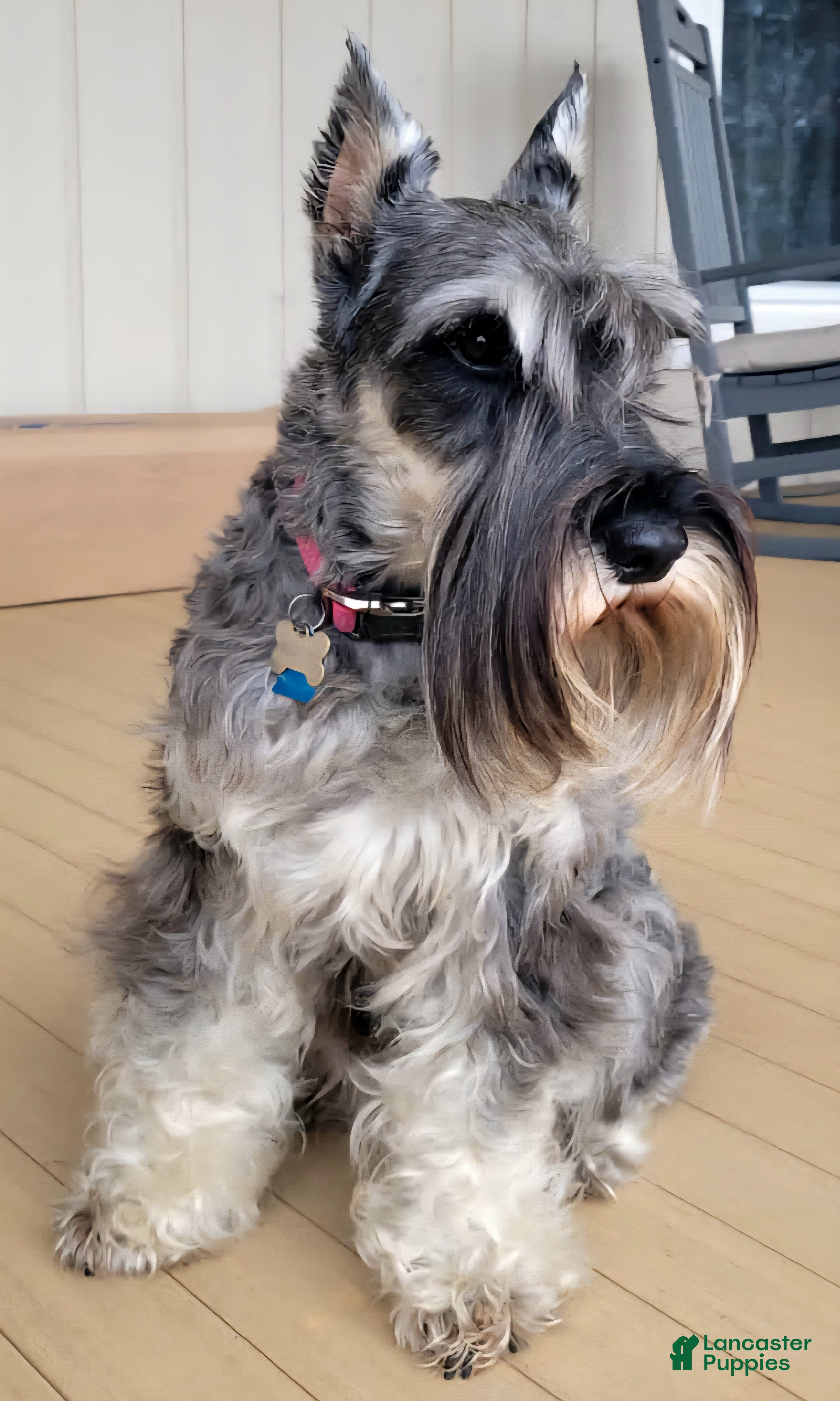 Standard Schnauzer dogs Leo - Ad 2