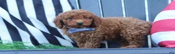 Miniature Poodle dogs for sale: Duke - Ad 3