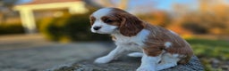 Cavalier King Charles Spaniel dogs for sale: Val - Ad 7