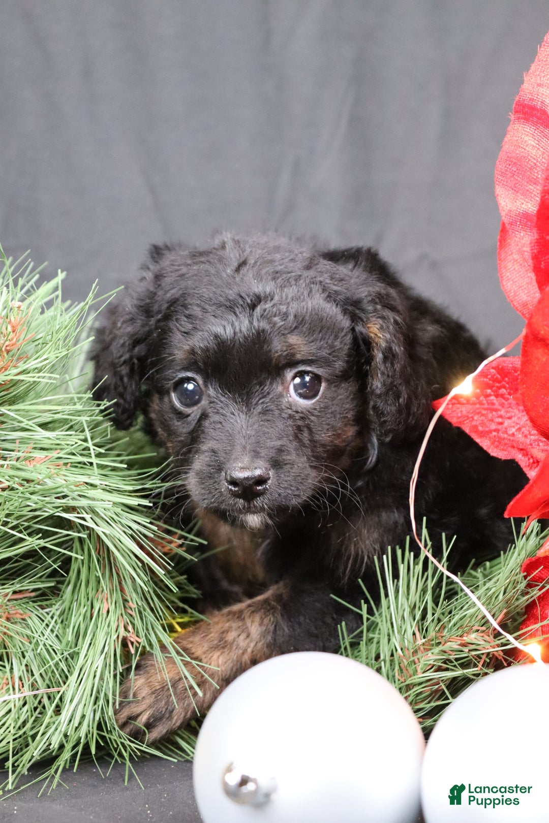 Cavapoo dogs for sale: Cane - Ad 3