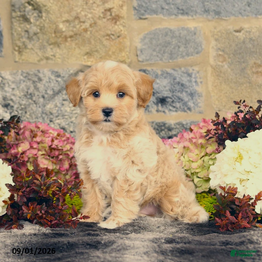 Maltipoo dogs Lucas - Ad 2