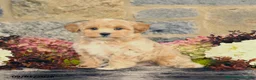 Maltipoo dogs for sale: Lucas - Ad 2