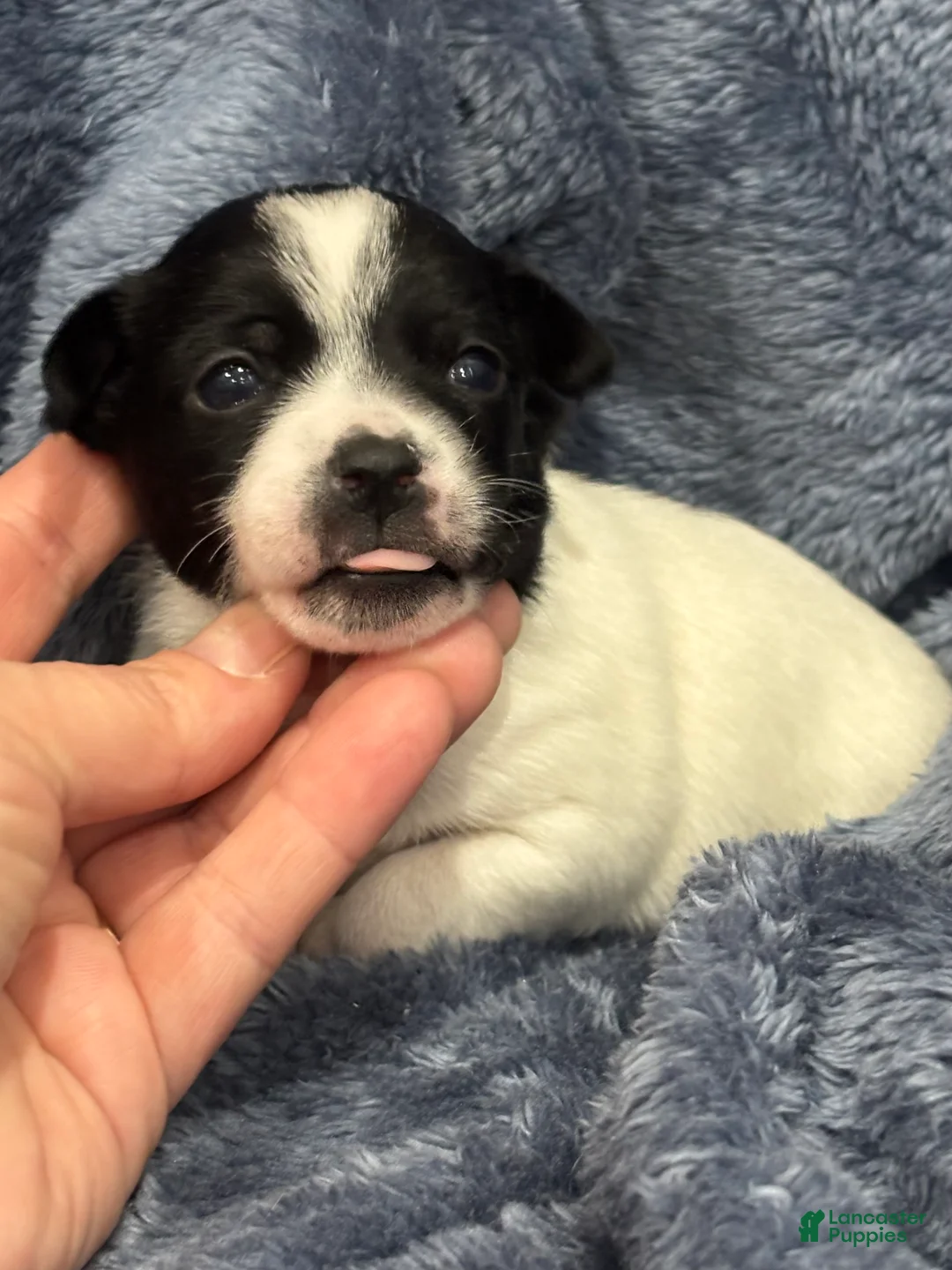 Chihuahua dogs for sale: Gemma - Ad 1