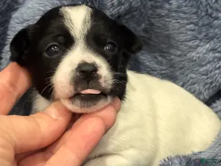 Chihuahua dogs Gemma - Ad 41