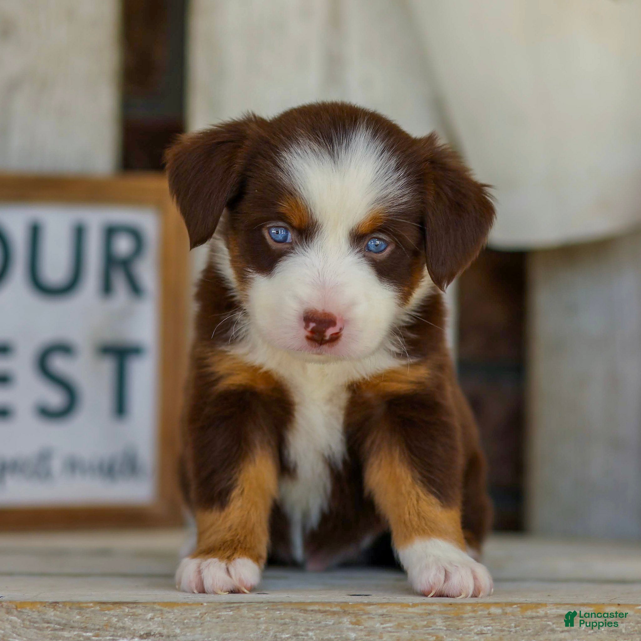 Miniature Australian Shepherd dogs Boone - Ad 1