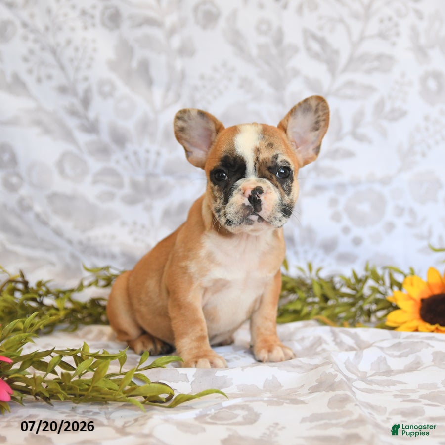 Frenchton dogs Darla - Ad 2