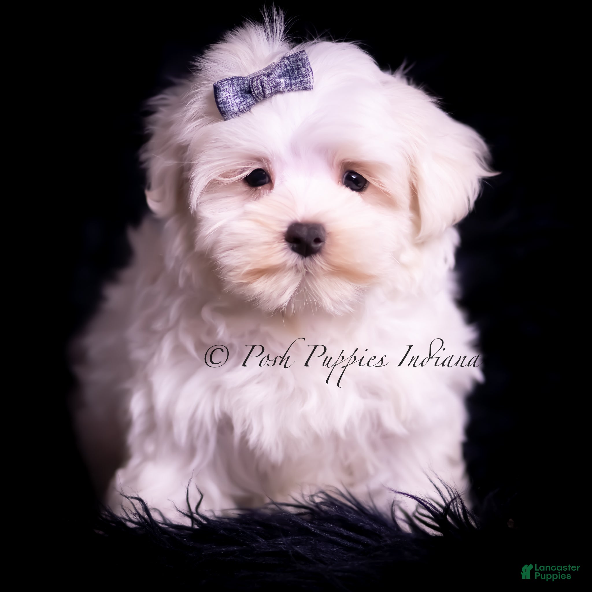 Maltese dogs Teako CHAMPION SIRED - Ad 41