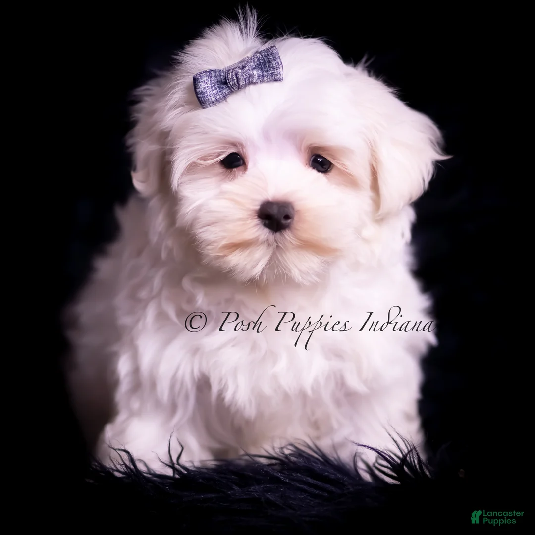 Maltese dogs for sale: Teako CHAMPION SIRED - Ad 1