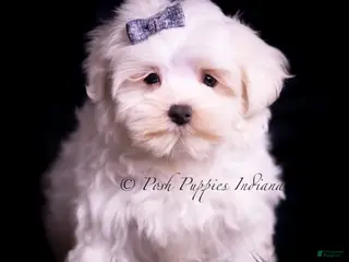 Maltese dogs Teako CHAMPION SIRED - Ad 41