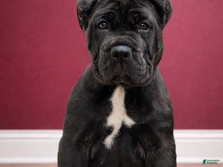 Mixed Breed dogs Dark Pink Collar Female - Ad 13