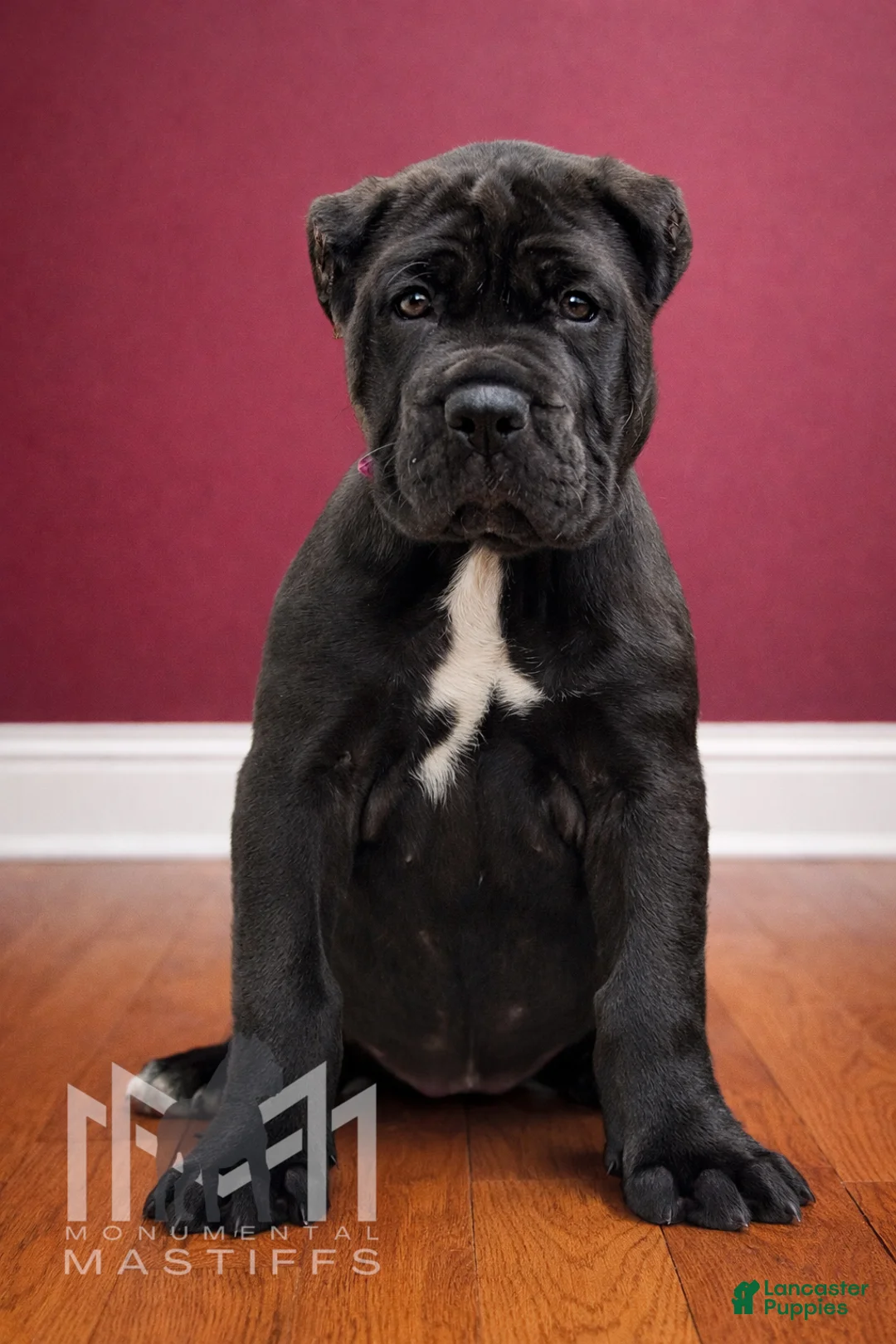 Mixed Breed dogs for sale: Dark Pink Collar Female - Ad 1