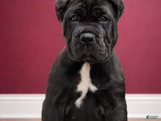 Mixed Breed dogs Dark Pink Collar Female - Ad 12