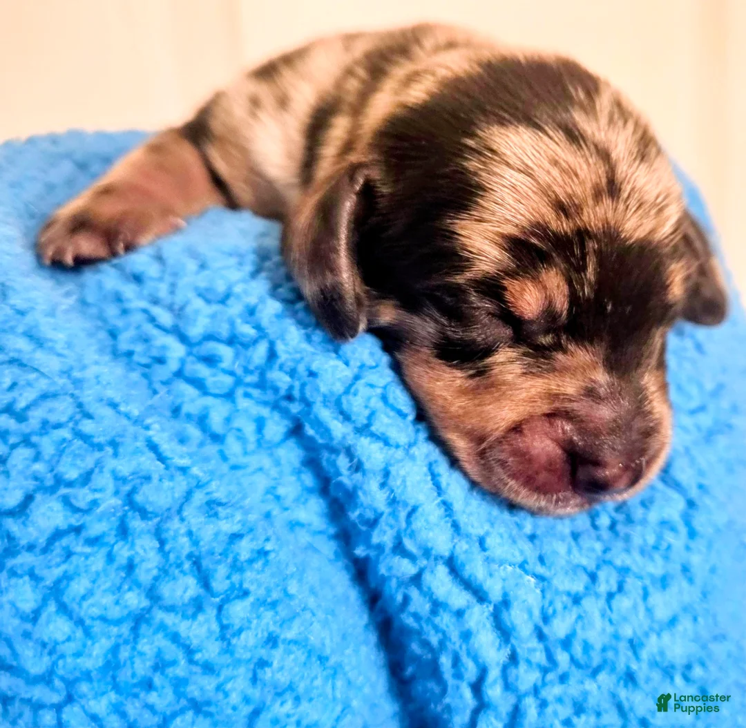 Dachshund dogs for sale: Dachshund 2 - Ad 1