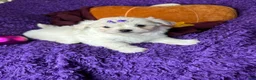 Maltese dogs for sale: Harmony  - Ad 1