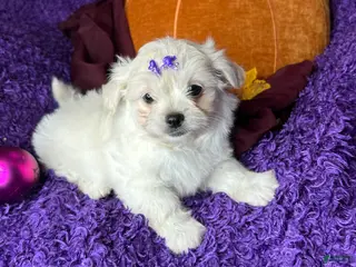 Maltese dogs Harmony - Ad 3