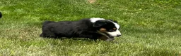 Miniature Australian Shepherd dogs for sale: Miniature Australian Shepherd Puppy 8 - Ad 5