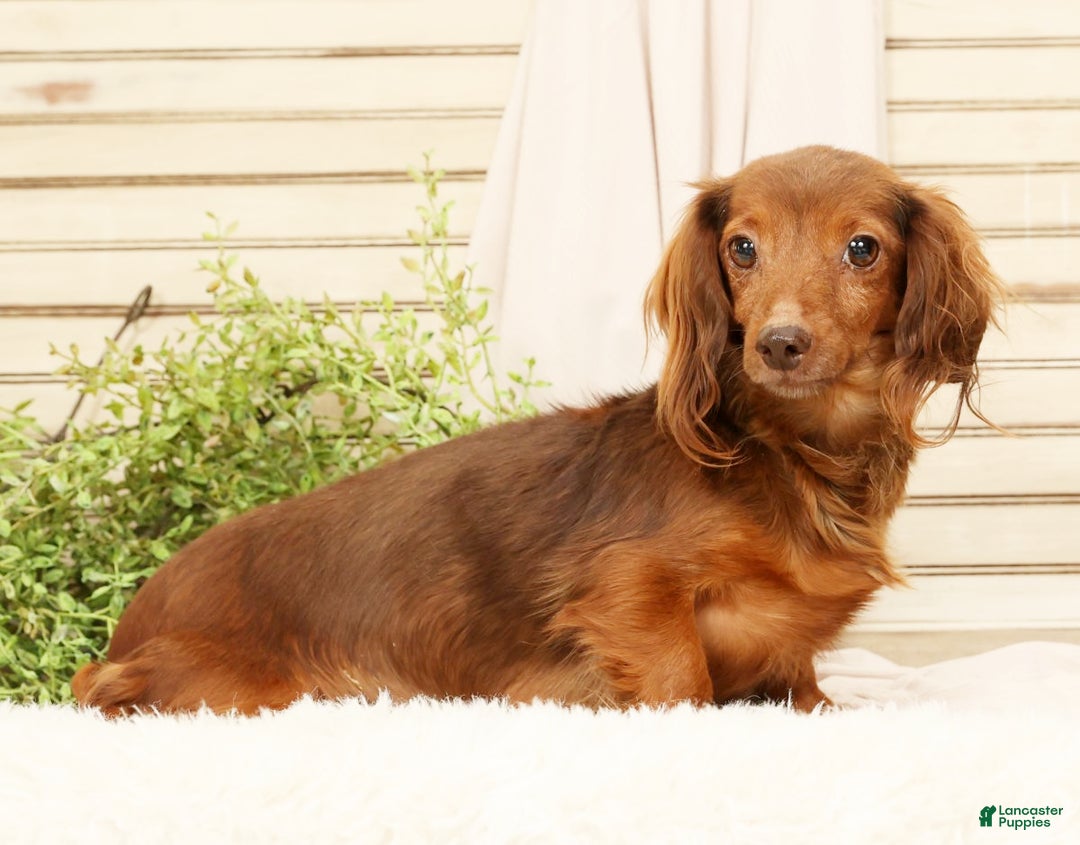 Miniature Dachshund dogs for sale: Bear - Ad 10