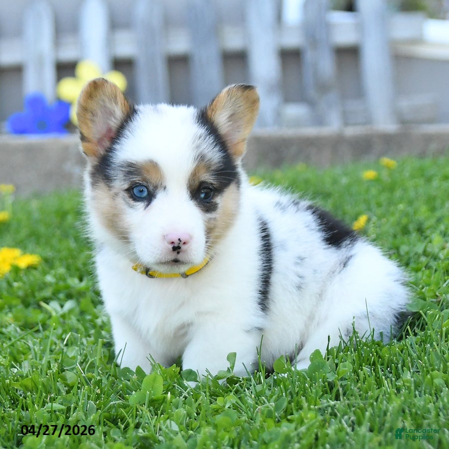 Welsh Corgi Pembroke dogs Bentley - Ad 1
