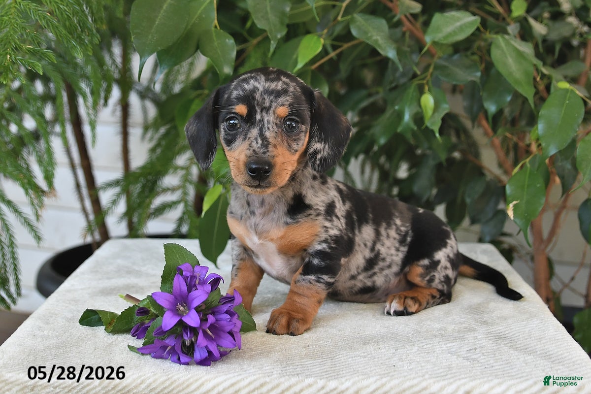 Dachshund dogs Nichole - Ad 1