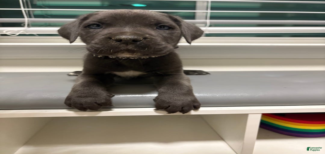 Gallery Image {{count}}